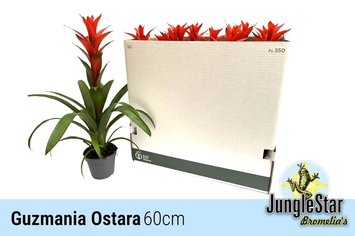 <h4>GUZM OSTARA</h4>