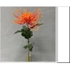 AF Chrysant spider L71cm orang