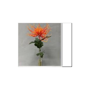 AF Chrysant spider L71cm orang