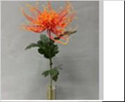 <h4>AF Chrysant spider L71cm orang</h4>