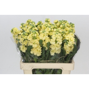 Matthiola Iron Yellow