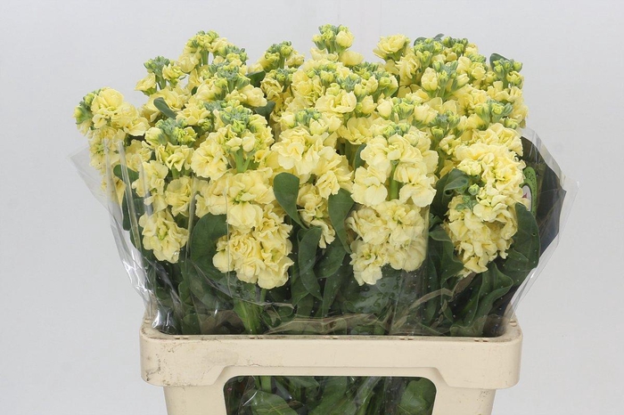 <h4>Matthiola Iron Yellow</h4>