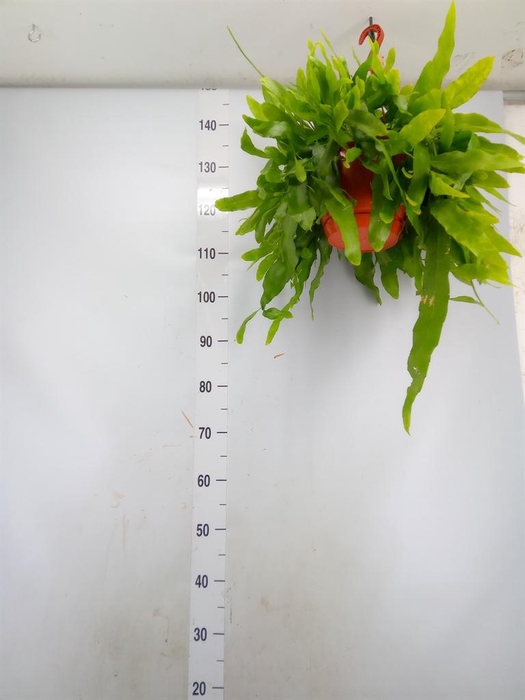 <h4>Epiphyllum   ...</h4>