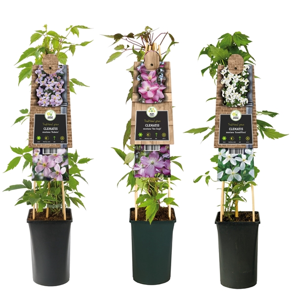 <h4>Mixshelf Clematis montana +3.0 label</h4>