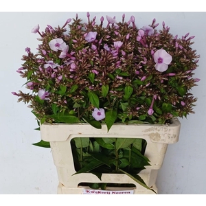 PHLOX MISS ANNAS EYES