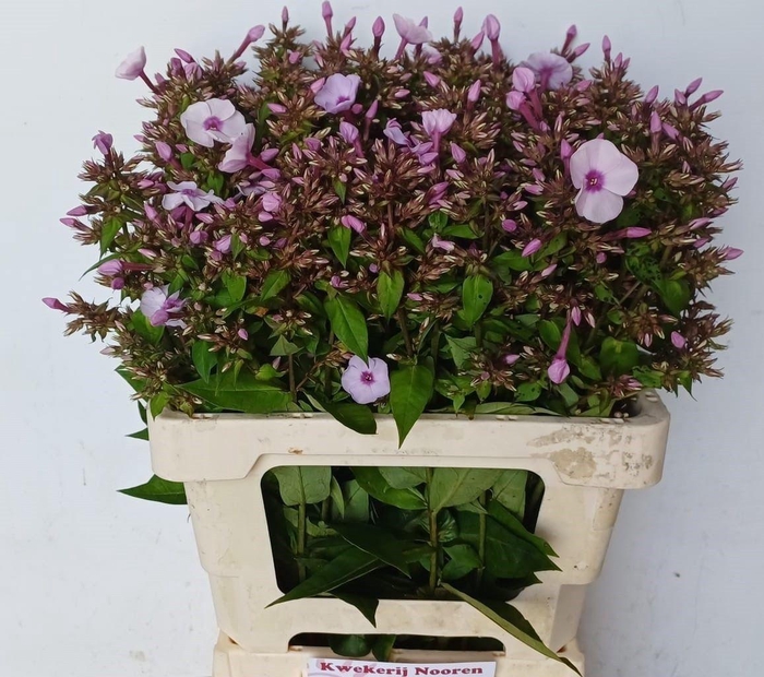 <h4>PHLOX MISS ANNAS EYES</h4>