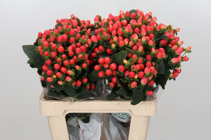 Hypericum Magical Royal Princess