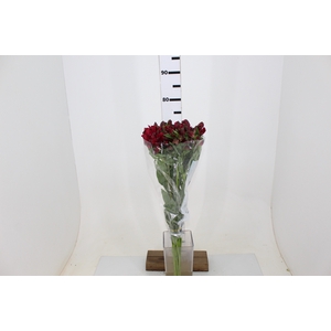 ALSTROEMERIA CHARISMA 080 CM