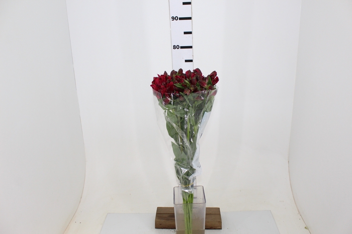 ALSTROEMERIA CHARISMA 080 CM