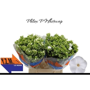 PHLOX P WHITECAP
