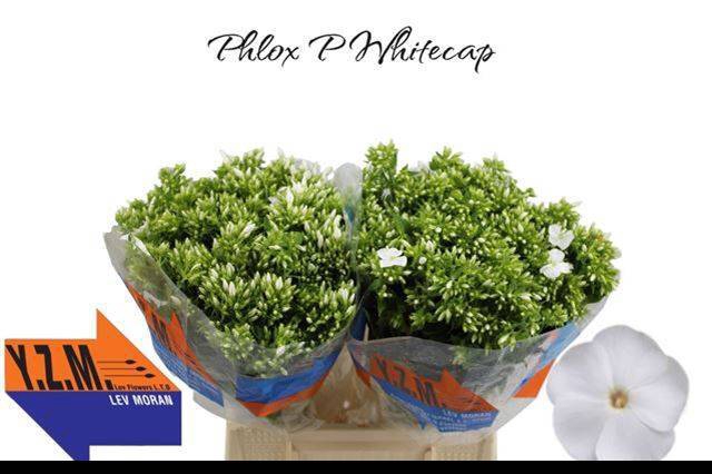 <h4>PHLOX P WHITECAP</h4>
