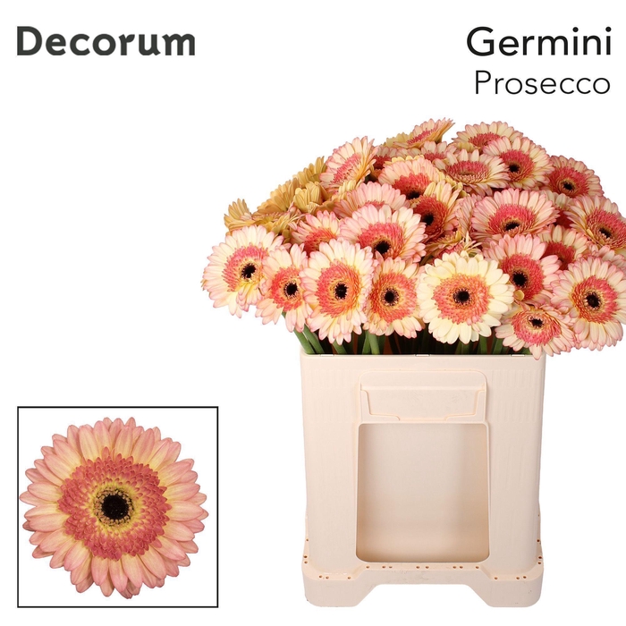 <h4>GE MI PROSECCO Emmer X60 met hoes</h4>