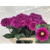 Dahlia Purple Fox