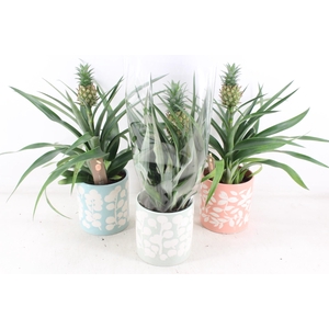 arr3 BS - Ker. pot sevilla Ananas