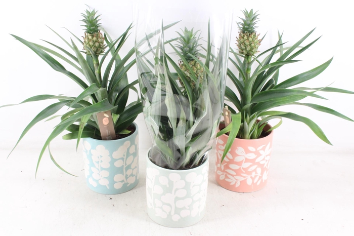 <h4>arr3 BS - Ker. pot sevilla Ananas</h4>