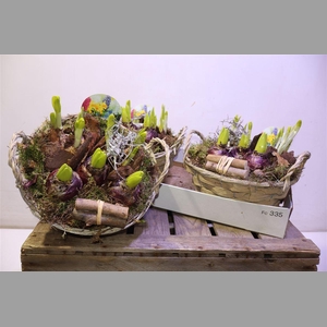 Arr Bol Knolgewas In Rieten Mand