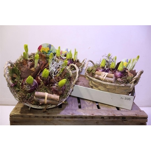 arr8 Arr Bol Knolgewas In Rieten Mand