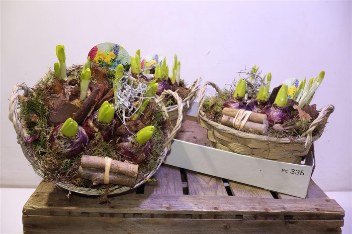 <h4>arr8 Arr Bol Knolgewas In Rieten Mand</h4>