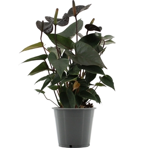 Anthurium Black Love in Transparant sleeve