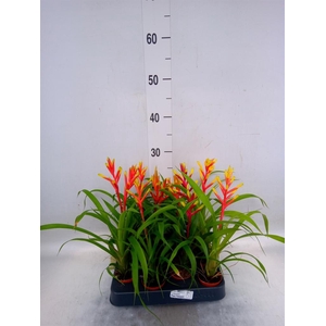 Guzmania  'Spring'