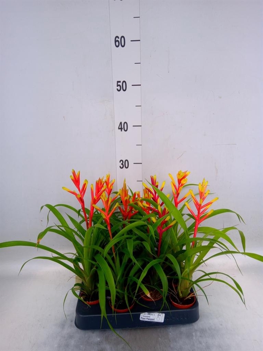 <h4>Guzmania  'Spring'</h4>