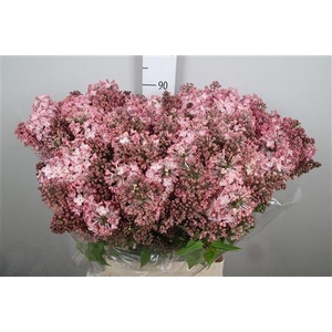 Syr Hy Maidens Blush 4+