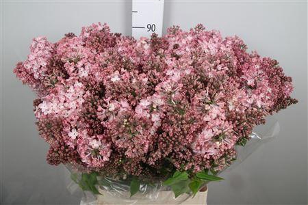 <h4>Syr Hy Maidens Blush 4+</h4>