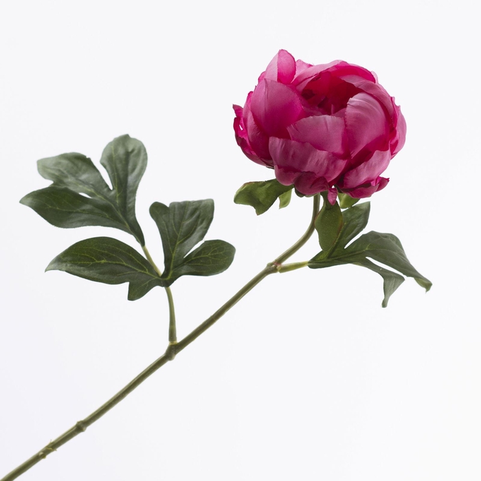<h4>Paeonia Open Fuchsia FL440349FSA</h4>