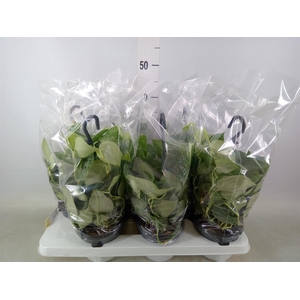 Scindapsus pictus 'Silvery Ann'