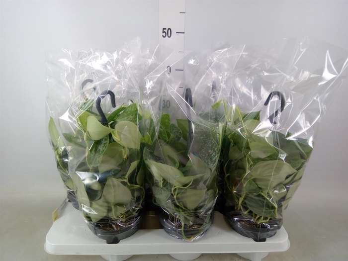 <h4>Scindapsus pictus 'Silvery Ann'</h4>