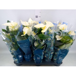 Anthurium  'Karma White'