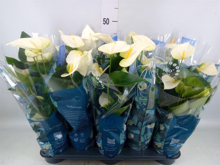 <h4>Anthurium  'Karma White'</h4>