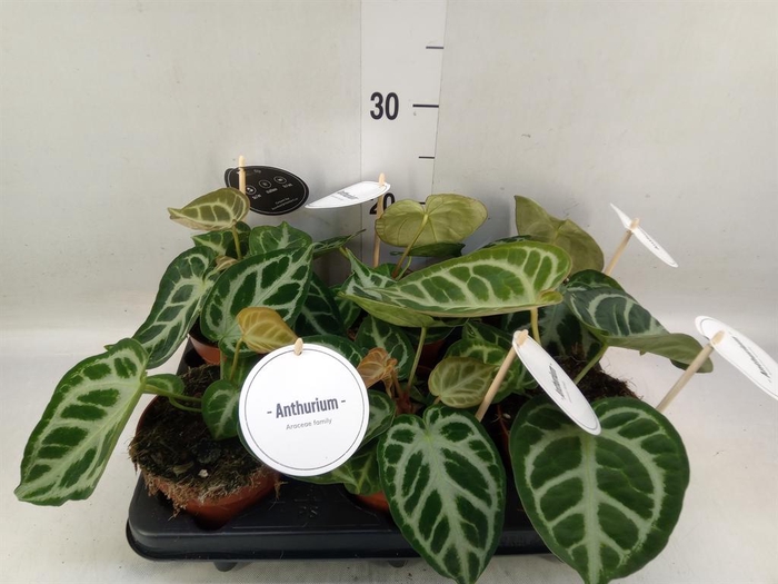 <h4>Anthurium   ...</h4>