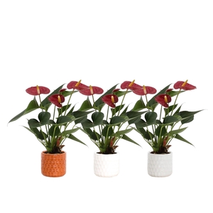 Anthurium 7 cm Diamond Red in Katie ceramics