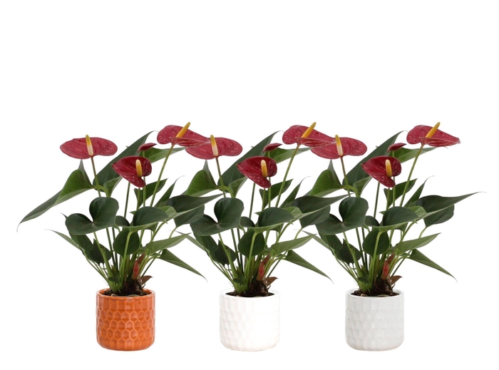 <h4>Anthurium 7 cm Diamond Red in Katie ceramics</h4>