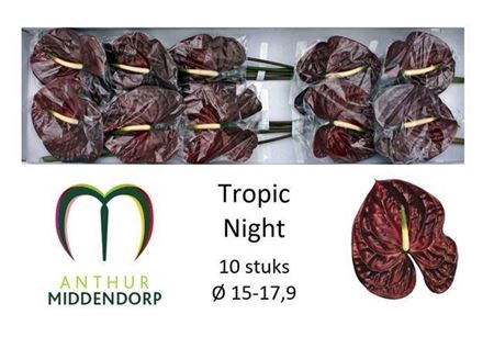 <h4>Anth A Tropic Night</h4>