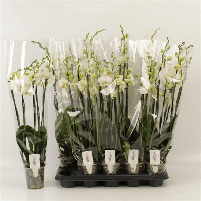 <h4>PHAL OV WIT</h4>