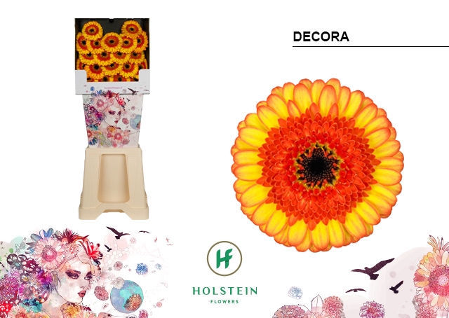 <h4>GE MI Decora diamond x80</h4>