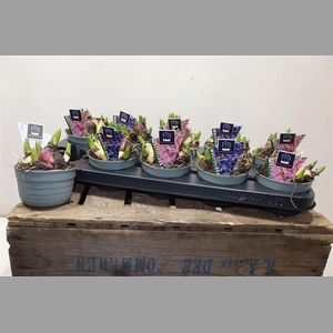 Hyacin Mult Gem 2 Kl