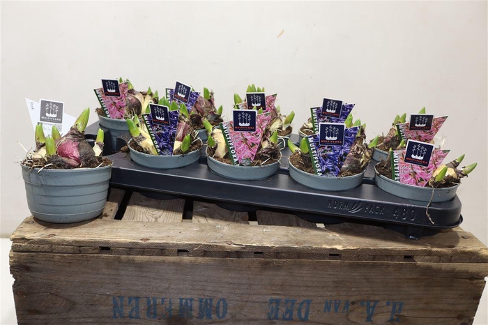 <h4>Hyacin Mult Gem 2 Kl</h4>