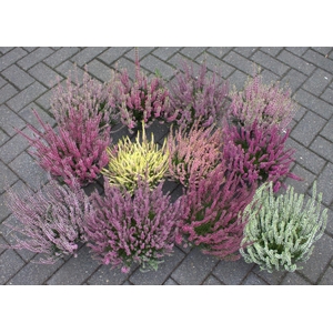 Calluna Garden Girls overig