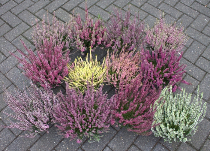 <h4>Calluna Garden Girls overig</h4>