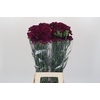 Dianthus St Purple Damascus