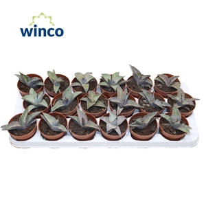 Agave Ov