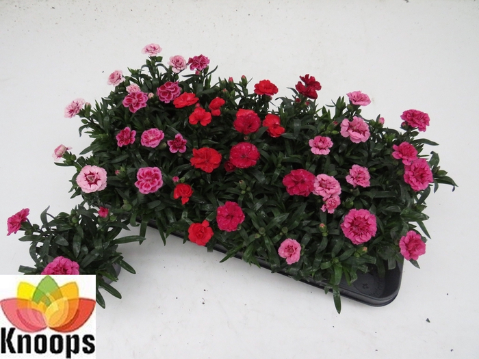 <h4>Dian Osc Gem</h4>