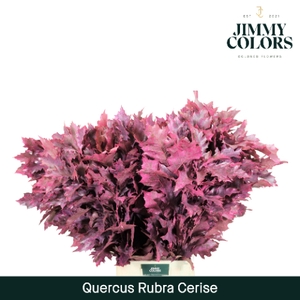 Quercus Rubra L80 Klbh. Cerise