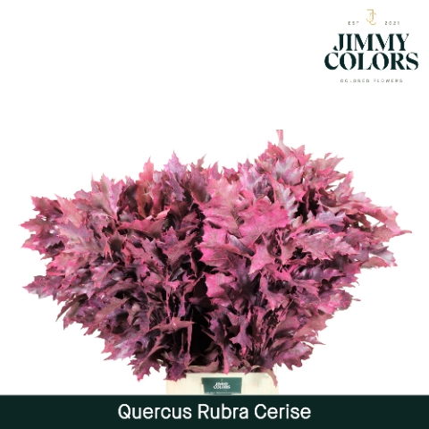 <h4>Quercus Rubra L80 Klbh. Cerise</h4>