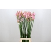 Nerine Pink Wonder