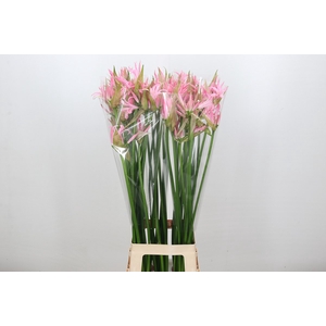 Nerine Pink Wonder