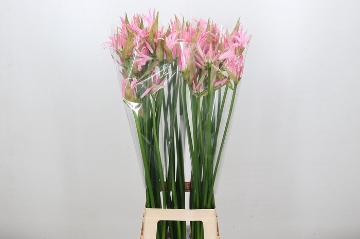 <h4>Nerine Pink Wonder</h4>